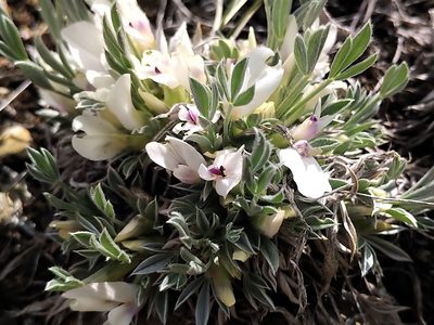Astragalus gilviflorus, photographed by Doug Macaulay