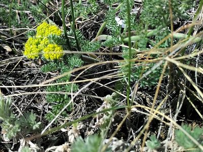 Lomatium foeniculaceum, photographed by Doug Macaulay