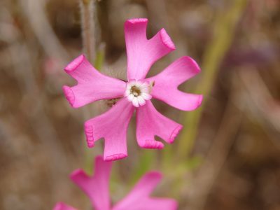 Silene scabriflora, photographed by Carminda Santos