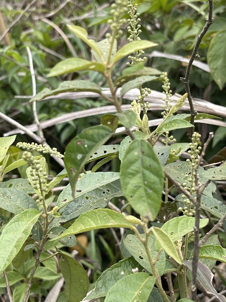 Croton lachnocarpus, photographed by Yj