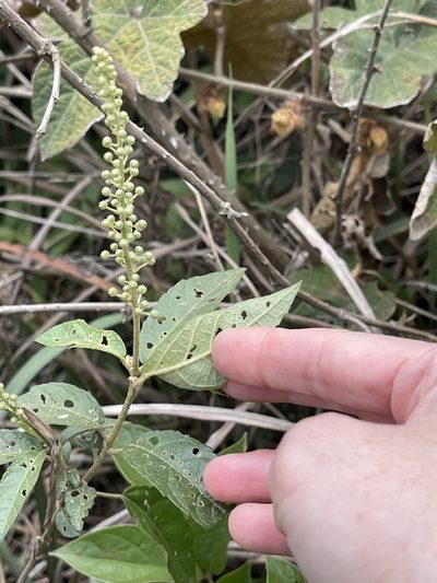 Croton lachnocarpus, photographed by Yj