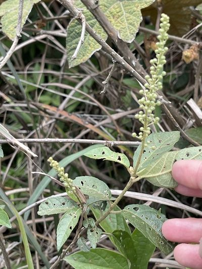 Croton lachnocarpus, photographed by Yj