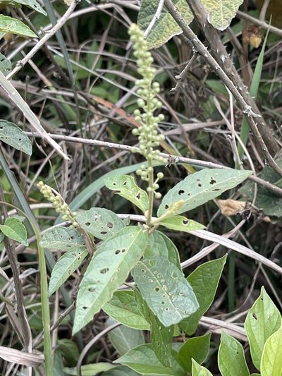 Croton lachnocarpus, photographed by Yj