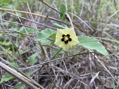 Physalis cinerascens, photographed by Reid Hardin