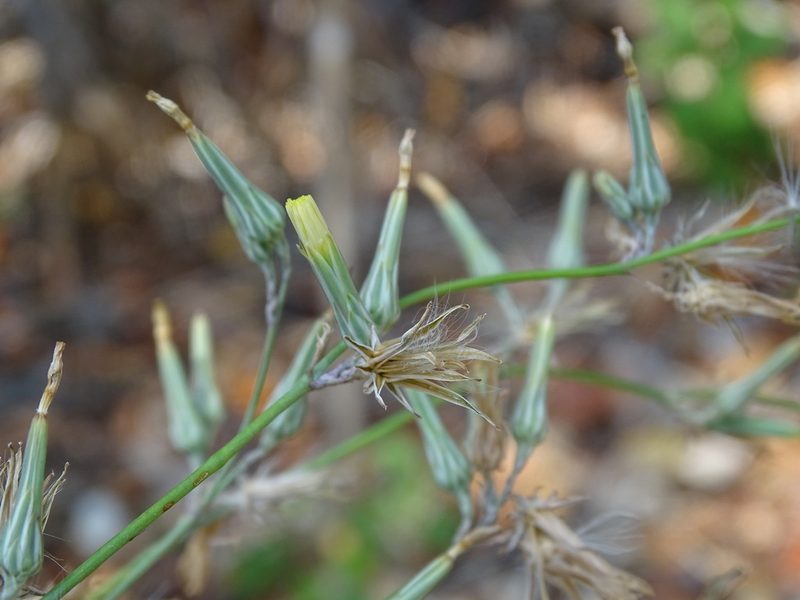 Launaea intybacea, photographed by Alexis López Hernández