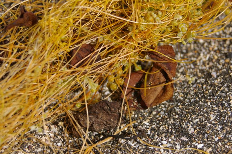 Cuscuta acuta, photographed by Don Johnston