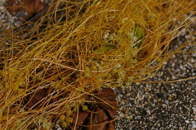 Cuscuta acuta, photographed by Don Johnston