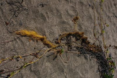 Cuscuta acuta, photographed by Don Johnston
