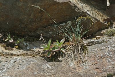 Festuca pallens, photographed by Christoph Moning