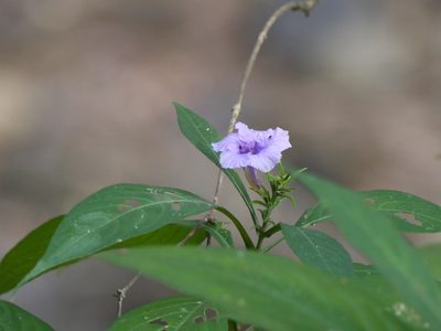 Strobilanthes integrifolia, photographed by Dinesh Valke
