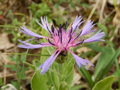 Centaurea triumfettii, photographed by Luca Fornasari