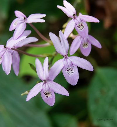 Pseuderanthemum latifolium, photographed by Rejoice Gassah
