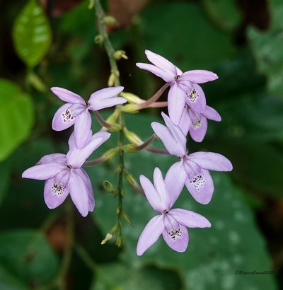 Pseuderanthemum latifolium, photographed by Rejoice Gassah