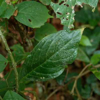 Pseuderanthemum latifolium, photographed by Rejoice Gassah