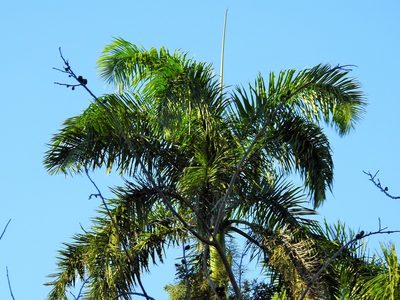 Roystonea regia, photographed by amantedarmanin