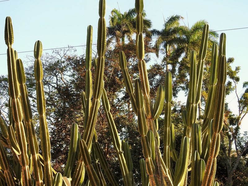 Cereus hexagonus, photographed by amantedarmanin