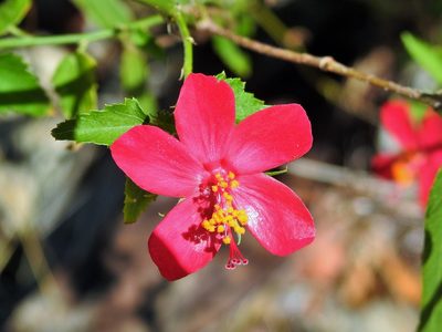 Hibiscus phoeniceus, photographed by amantedarmanin