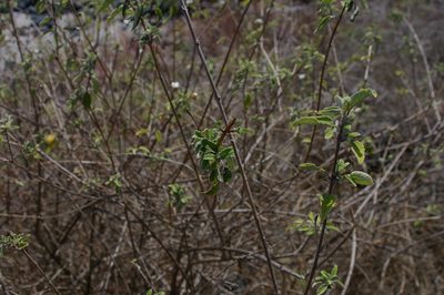 Lantana peduncularis, photographed by Don Johnston