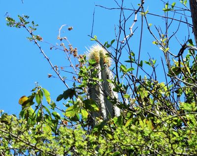 Pilosocereus brooksianus, photographed by amantedarmanin