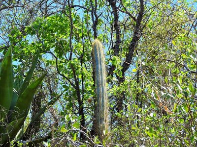 Pilosocereus brooksianus, photographed by amantedarmanin