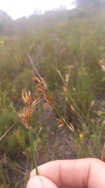 Schoenus megacarpus, photographed by kevin koen