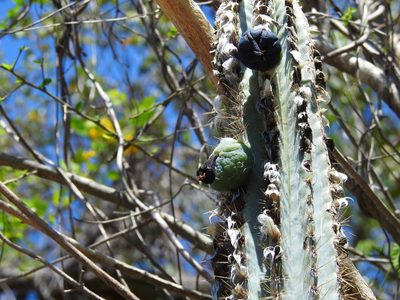 Pilosocereus brooksianus, photographed by amantedarmanin