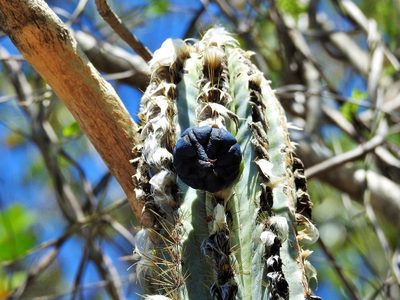 Pilosocereus brooksianus, photographed by amantedarmanin
