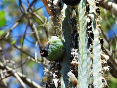 Pilosocereus brooksianus, photographed by amantedarmanin
