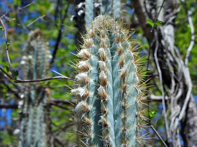 Pilosocereus brooksianus, photographed by amantedarmanin