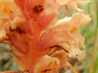 Orobanche centaurina, photographed by Luca Fornasari