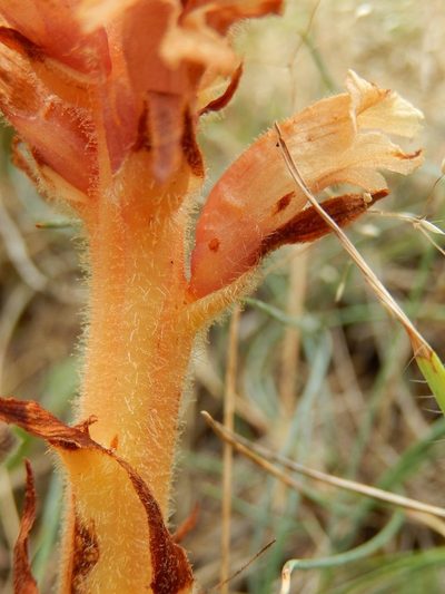 Orobanche centaurina, photographed by Luca Fornasari