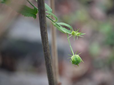 Hibiscus hirtus, photographed by Dinesh Valke