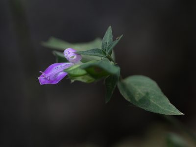 Dicliptera foetida, photographed by Dinesh Valke