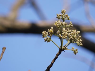 Garuga pinnata, photographed by Dinesh Valke