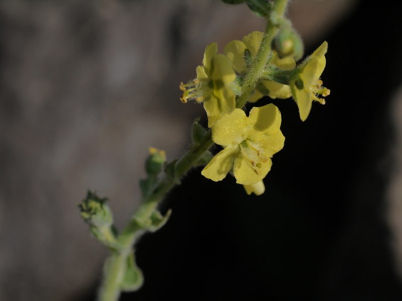 Verbascum coromandelianum, photographed by Dinesh Valke