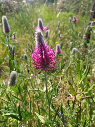 Trifolium purpureum, photographed by George Papademetriou