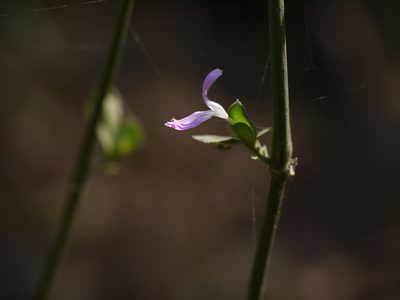 Dicliptera foetida, photographed by Dinesh Valke