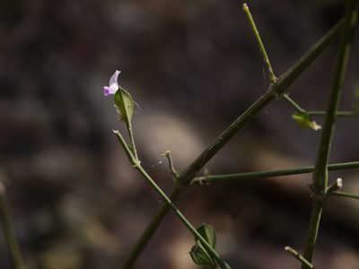 Dicliptera foetida, photographed by Dinesh Valke