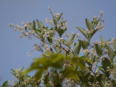 Lagerstroemia microcarpa, photographed by Dinesh Valke