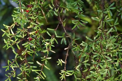 Coprosma cuneata, photographed by John Barkla