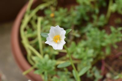 Portulaca umbraticola, photographed by Vis M