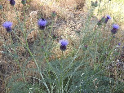 Cynara humilis, photographed by Duarte Frade
