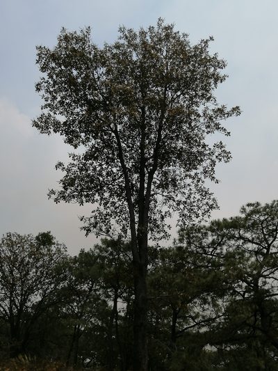 Clethra rosei, photographed by Erick Vélez Sánchez