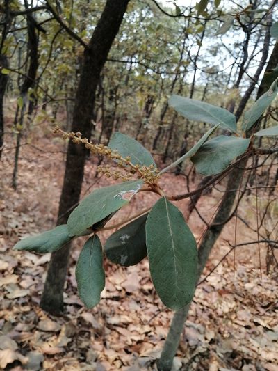 Clethra rosei, photographed by Erick Vélez Sánchez