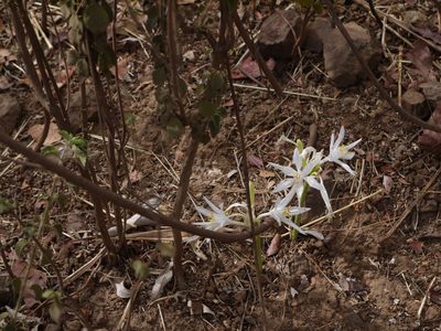 Pancratium triflorum, photographed by Dinesh Valke