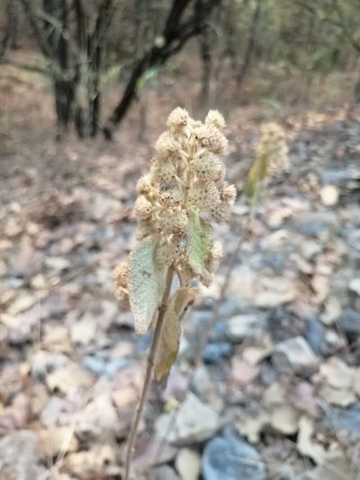 Mesosphaerum oblongifolium, photographed by Erick Vélez Sánchez
