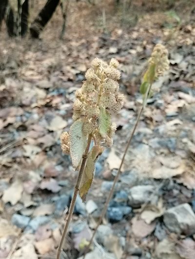 Mesosphaerum oblongifolium, photographed by Erick Vélez Sánchez