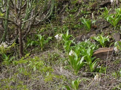 Crinum latifolium, photographed by Dinesh Valke