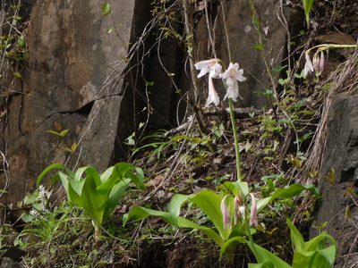 Crinum latifolium, photographed by Dinesh Valke