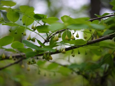 Breynia retusa, photographed by Dinesh Valke